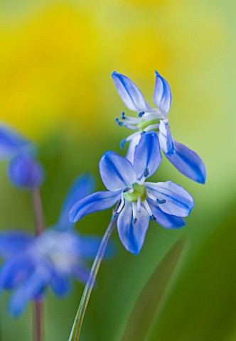 CLOSE_UP_OF_BLUE_FLOWERS_OF_SCILLA_SIBERICA__SIBERIAN_SQUILL_AGM__BULB