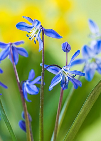 CLOSE_UP_OF_BLUE_FLOWERS_OF_SCILLA_SIBERICA__SIBERIAN_SQUILL_AGM__BULB