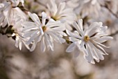 RHS GARDEN  WISLEY  SURREY - WHITE FLOWERS OF MAGNOLIA  STELLATA KING ROSE