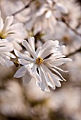 RHS GARDEN  WISLEY  SURREY - WHITE FLOWERS OF MAGNOLIA  STELLATA KING ROSE
