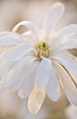 RHS GARDEN  WISLEY  SURREY - WHITE FLOWER OF MAGNOLIA X LOEBNERI BALLERINA