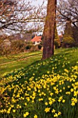 RHS GARDEN  WISLEY  SURREY - THE ALPINE MEADOW WITH DAFFODILS AND HOUSE BEHIND