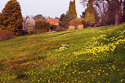 RHS_GARDEN__WISLEY__SURREY__THE_ALPINE_MEADOW_WITH_DAFFODILS_AND_NARCISSUS_BULBOCODIUM_WITH_HOUSE_BE