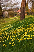RHS GARDEN  WISLEY  SURREY THE ALPINE MEADOW WITH DAFFODILS AND HOUS BEHIND