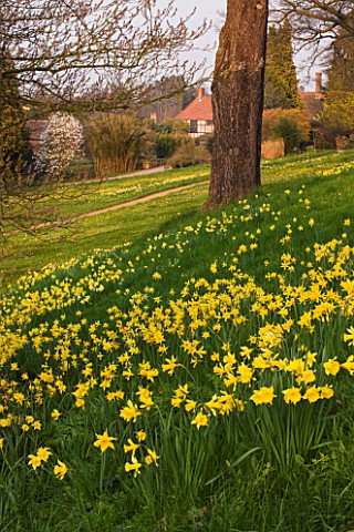 RHS_GARDEN__WISLEY__SURREY_THE_ALPINE_MEADOW_WITH_DAFFODILS_AND_HOUS_BEHIND