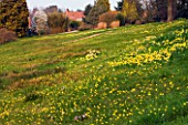 RHS GARDEN  WISLEY  SURREY THE ALPINE MEADOW WITH DAFFODILS AND NARCISSUS BULBOCODIUM WITH HOUSE BEHIND
