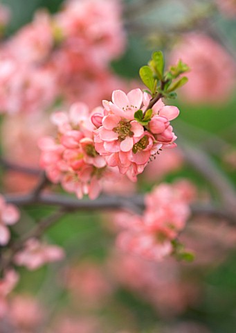 RHS_GARDEN__WISLEY__SURREY__PINK_FLOWERS_OF_THE_QUINCE__CHAENOMELES_X_SUPERBA_CORAL_SEA