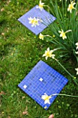 BLUE MOSAIC PAVING SLABS IN GRASS NEAR NARCISSI - DESIGNER: CLARE MATTHEWS - BLUE MOSAIC STEPPING STONES IN LAWN BESIDE DAFFODILS