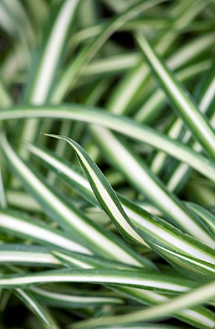 HOUSEPLANT_PROJECT__LEAVES_OF_THE_SPIDER_PLANT__CHLOROPHYTUM_COMOSUM__RIBBON_PLANT__AIRPLANE_PLANT