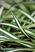 HOUSEPLANT PROJECT - LEAVES OF THE SPIDER PLANT - CHLOROPHYTUM COMOSUM - RIBBON PLANT  AIRPLANE PLANT