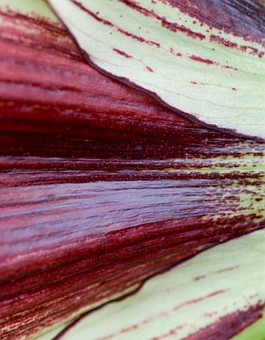 CLOSE_UP_OF_THE_FLOWER_OF_HIPPEASTRUM_PAPILIO