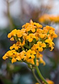 HOUSEPLANT PROJECT - CLOSE UP OF FLOWERS OF KALANCHOE AFRICAN QUEEN