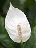 HOUSEPLANT PROJECT - WHITE FLOWER OF THE PEACE LILY - FLOWER OF SCOTLAND  SPATHIPHYLLUM