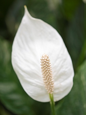 HOUSEPLANT_PROJECT__WHITE_FLOWER_OF_THE_PEACE_LILY__FLOWER_OF_SCOTLAND__SPATHIPHYLLUM