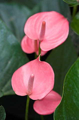 HOUSEPLANT_PROJECT__PINK_ARUM_LILY