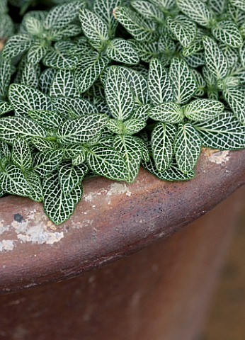 HOUSEPLANT_PROJECT__VARIEGATED_LEAVES_OF_FITTONIA_ALBIVENIS_ARGYRONEVRA_GROUP_WHITE_DWARF
