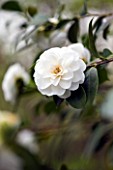 RHS GARDEN   WISLEY  SURREY:  THE WHITE FLOWERS OF CAMELLIA JAPONICA SHIRAGIKU PURITY