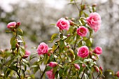 RHS GARDEN   WISLEY  SURREY: PINK FLOWERS OF CAMELLIA X WILLIAMSII CRINKLES