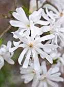 RHS GARDEN   WISLEY  SURREY: WHITE FLOWERS OF MAGNOLIA STELLATA ROYAL STAR