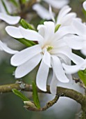 RHS GARDEN   WISLEY  SURREY: WHITE FLOWER OF MAGNOLIA STELLATA ROYAL STAR