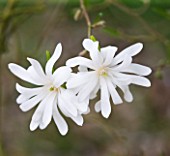 RHS GARDEN   WISLEY  SURREY: WHITE FLOWERS OF MAGNOLIA STELLATA ROYAL STAR