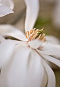 RHS GARDEN   WISLEY  SURREY: WHITE FLOWER OF MAGNOLIA X LOEBNERI BALLERINA