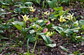 RHS GARDEN   WISLEY  SURREY: SHADE PLANTING - HELLEBORES AND DOGS TOOTH VIOLET - ERYTHRONIUM EIRENE