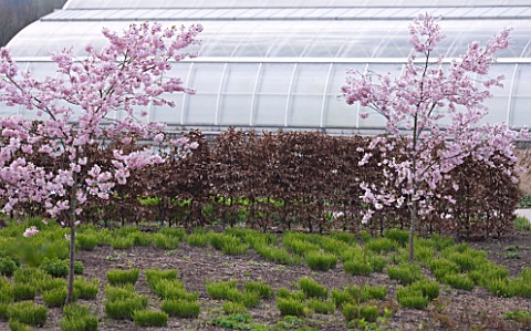 RHS_GARDEN___WISLEY__SURREY_TWO_PRUNUS_ACCOLADE_IN_FRONT_OF_THE_GLASSHOUSE