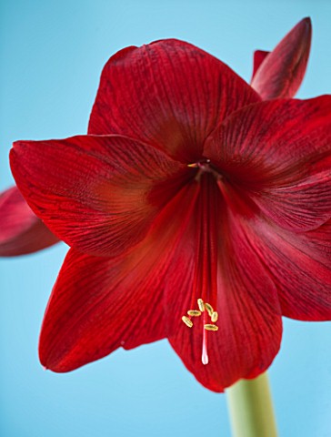 BRILLIANT_DARK_RED_FLOWERS_OF_AMARYLLIS_HIPPEASTRUM__BLACK_PEARL