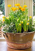 DESIGNER: KALLY ELLIS  LONDON: GLAZED POT HOLDS YELLOW AND WHITE SPRING DISPLAY OF JASMINE  TETE A TETE DAFFODILS AND RANUNCULUS