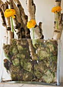 DESIGNER: KALLY ELLIS  LONDON: SILVER BIRCH BRANCHES SECURED WITH MOSS IN OBLONG GLASS VASE AND SINGLE RANUNCULUS BLOOMS