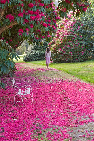 TREGOTHNAN__CORNWALL_WHITE_BENCH_BENEATH_RHODODENDRON_RUSSELLIANUM__GIRL_WALKING_WITH_TRUG