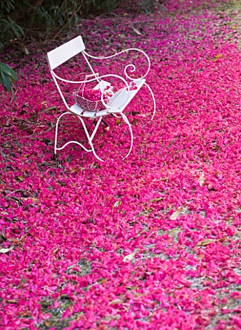 TREGOTHNAN__CORNWALL_WHITE_BENCH_AND_TRUG_SURROUNDED_BY_THE_FALLEN_FLOWERS_OF_RHODODENDRON_RUSSELLIA