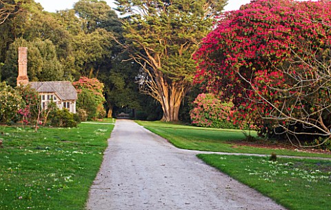 TREGOTHNAN__CORNWALL__PATH_BESIDE_THE_SUMMERHOUSE_WITH_RHODODENDRON_CORNISH_RED_ON_RIGHT