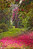 TREGOTHNAN  CORNWALL: FALLEN LEAVES OF PINK  RHODODENDRON ON PATH