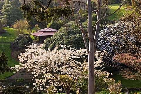 TREGOTHNAN__CORNWALL_THE_NEW_SUMMERHOUSE_SURROUNDED_BY_CHERRY_BLOSSOM_AND_EUCALYPTUS