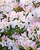 TREGOTHNAN  CORNWALL: RHODODENDRON SILVER SIXPENCE