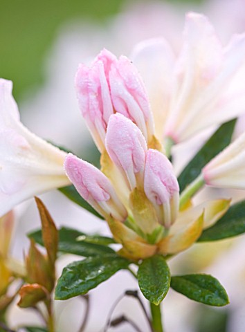 TREGOTHNAN__CORNWALL_EMERGING_BUD_OF_RHODODENDRON_SILVER_SIXPENCE