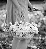 TREGOTHNAN  CORNWALL: BLACK AND WHITE IMAGE OF GIRL HOLDING WHITE BASKET FILLED WITH BLOSSOM OF PRUNUS KANZAN