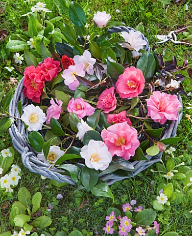 TREGOTHNAN__CORNWALL_BASKET_FILLED_WITH_CAMELLIA_FLOWERS