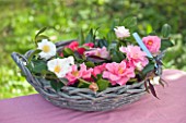 TREGOTHNAN  CORNWALL: BASKET FILLED WITH CAMELLIA FLOWERS