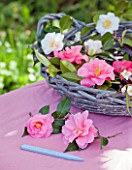 TREGOTHNAN  CORNWALL: BASKET FILLED WITH CAMELLIA FLOWERS - CAMELLIA DONATION AND HENRY TURNBULL IN BASKET