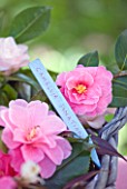TREGOTHNAN  CORNWALL: CAMELLIA DONATION WITH WOODEN LABEL IN BASKET