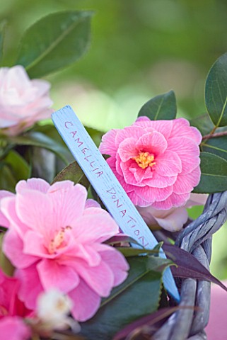 TREGOTHNAN__CORNWALL_CAMELLIA_DONATION_WITH_WOODEN_LABEL_IN_BASKET