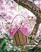 TREGOTHNAN  CORNWALL: BASKET HANGING FROM TREE FILLED WITH BLOSSOM OF PRUNUS KANZAN CUT FROM THE TREE