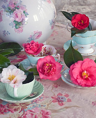 TREGOTHNAN__CORNWALL_CAMELLIAS_IN_VINTAGE_TEA_CUPS__STYLING_BY_JACKY_HOBBS__CAMELLIA_TRICOLOR__LAURA
