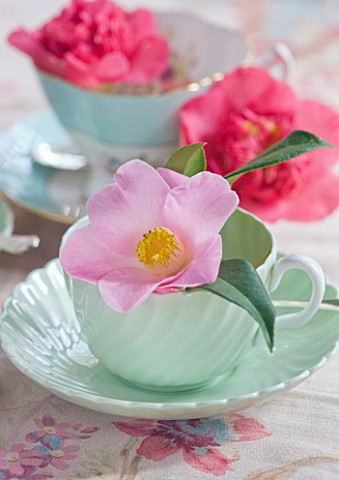TREGOTHNAN__CORNWALL_CAMELLIA_S_C_WILLIAMS_AND_CAMELLIA_LAURA_BOSCAWEN_IN_VINTAGE_TEA_CUP__STYLING_B