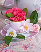 TREGOTHNAN  CORNWALL: CAMELLIAS IN VINTAGE TEA CUPS - STYLING BY JACKY HOBBS - CAMELLIA HENRY TURNBULL  LAURA BOSCAWEN  HORNSBY PINK AND SALUTATION