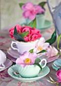 TREGOTHNAN  CORNWALL: CAMELLIAS IN VINTAGE TEA CUPS - STYLING BY JACKY HOBBS - CAMELLIA J C WILLIAMS IN GREEN TEACUP