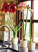 KITCHEN SINK WITH CONTAINERS OF AMARYLLIS HIPPEASTRUM BLACK PEARL AND SAN REMO